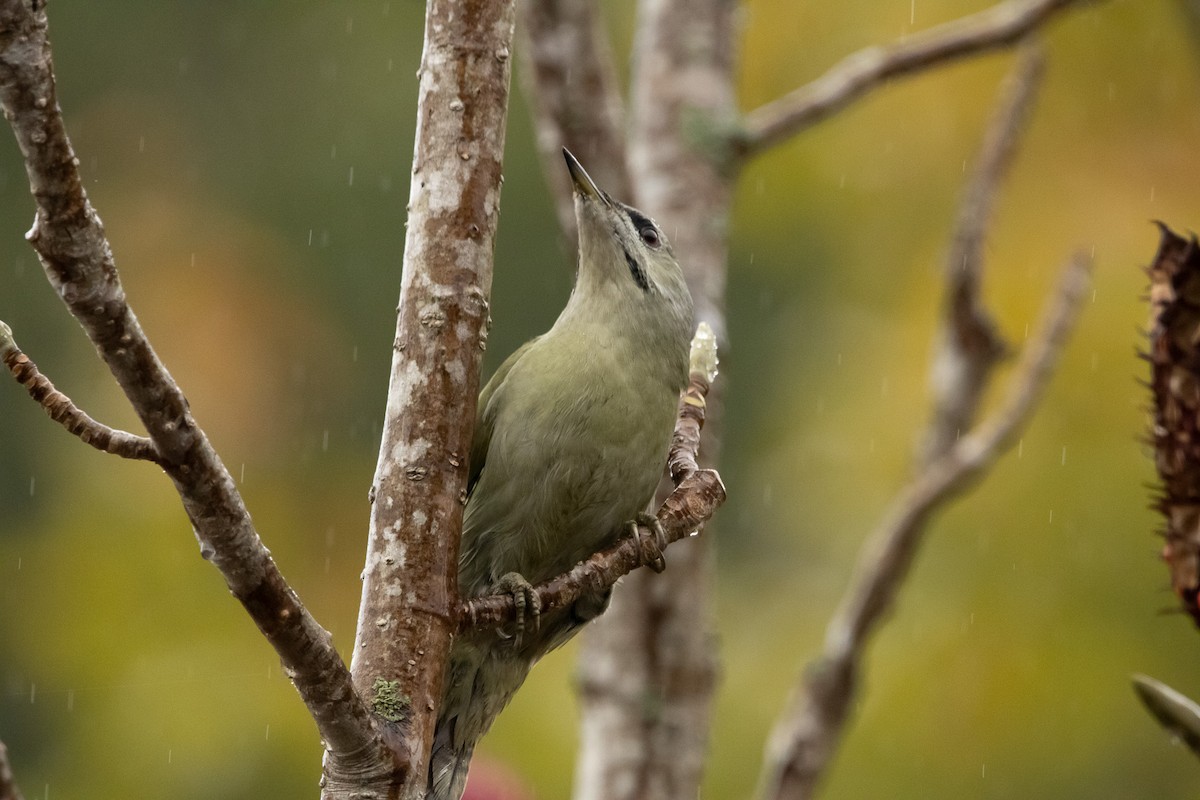 Жовна сива (підвид canus/jessoensis) - ML645791453