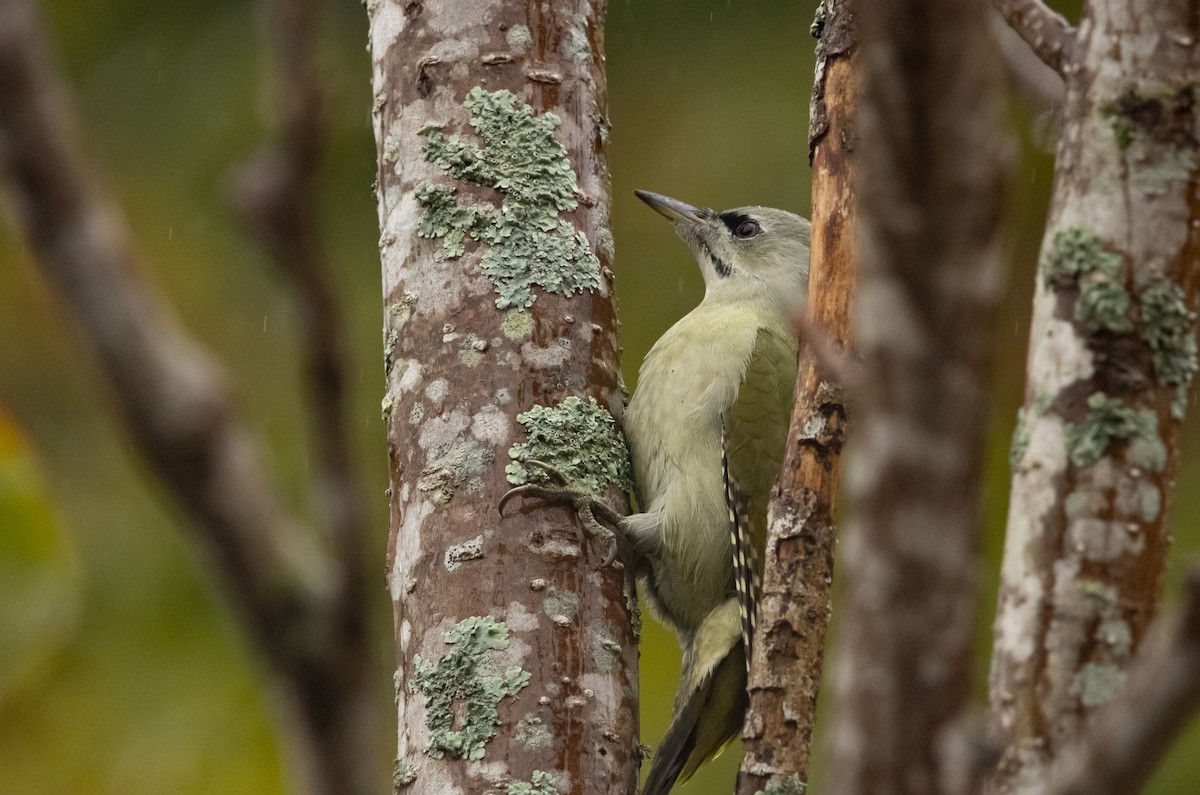 Жовна сива (підвид canus/jessoensis) - ML645791454