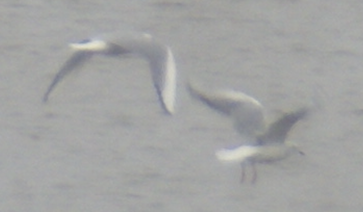 Bonaparte's Gull - ML645791462