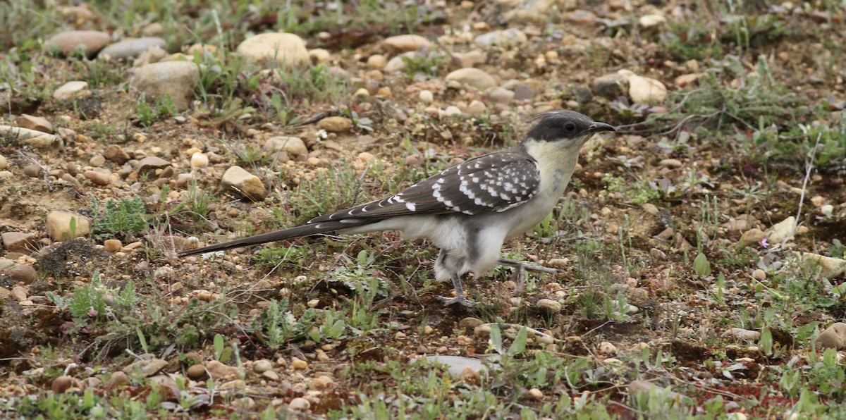 Great Spotted Cuckoo - ML645791481