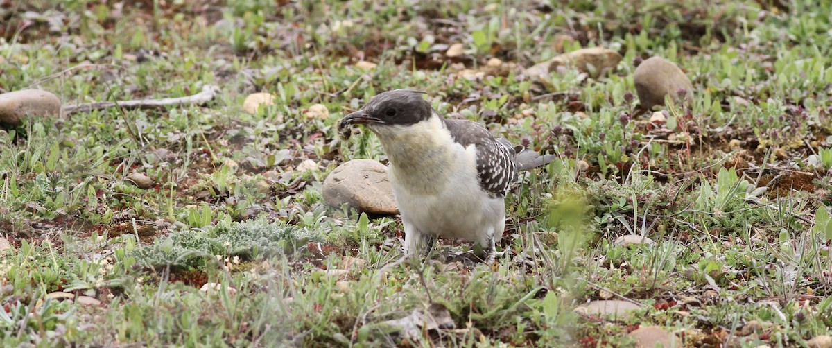 Great Spotted Cuckoo - ML645791484