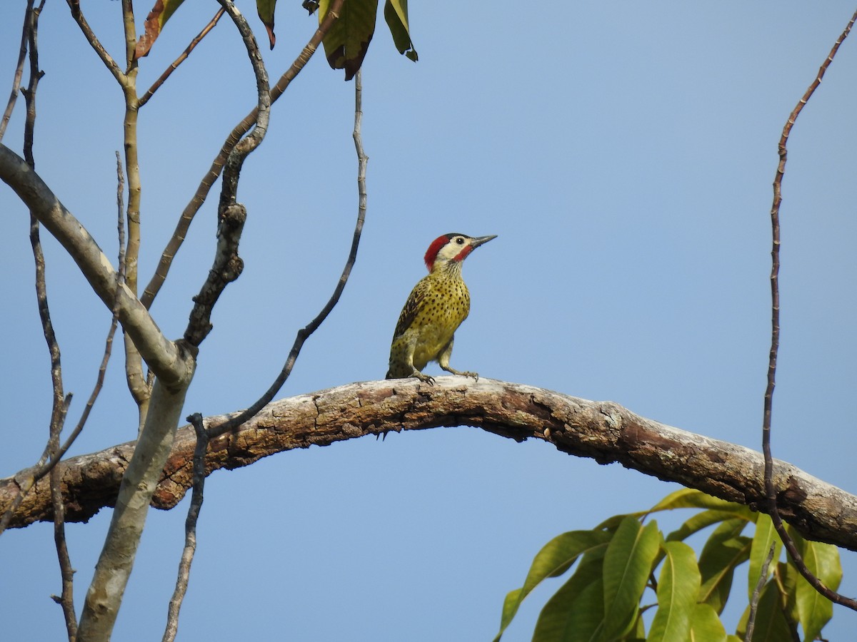 Green-barred Woodpecker - ML645791485