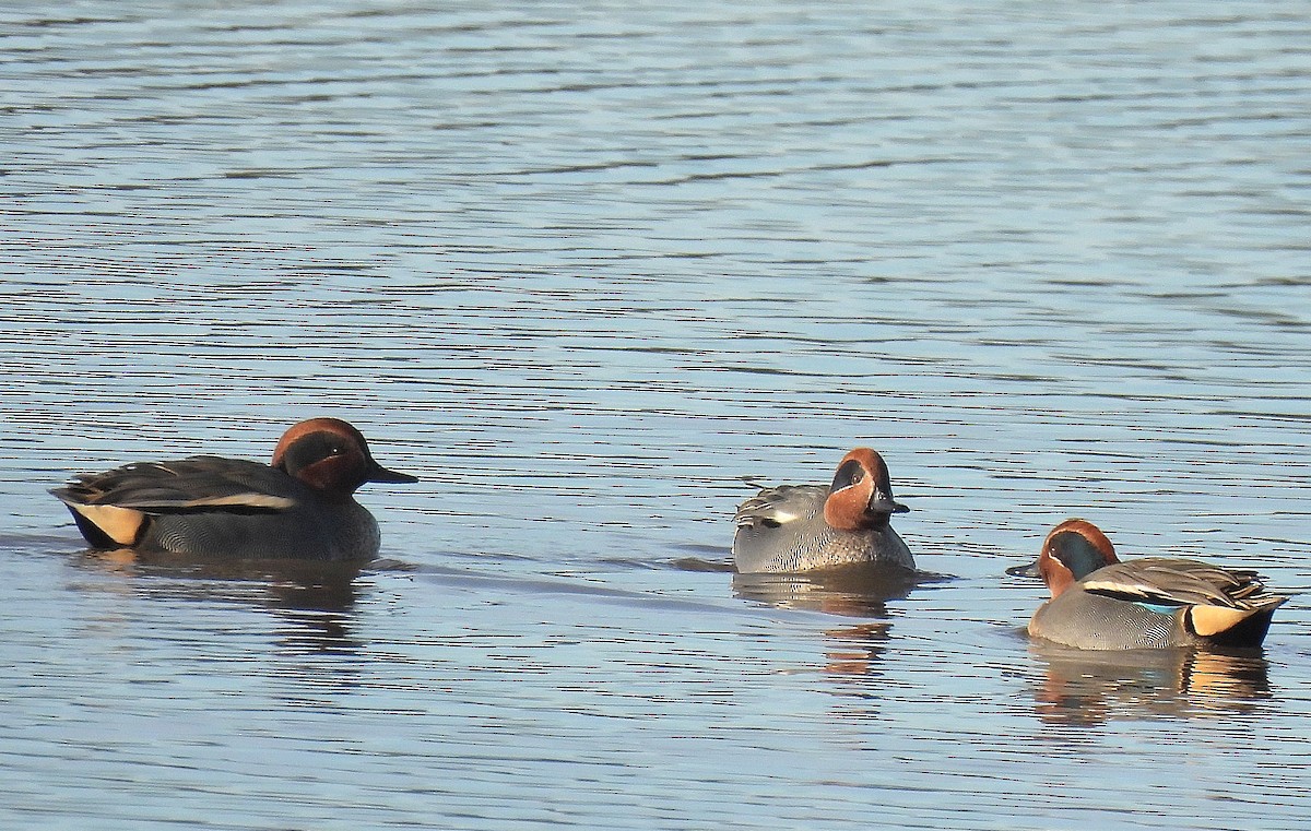 Green-winged Teal - ML645791486