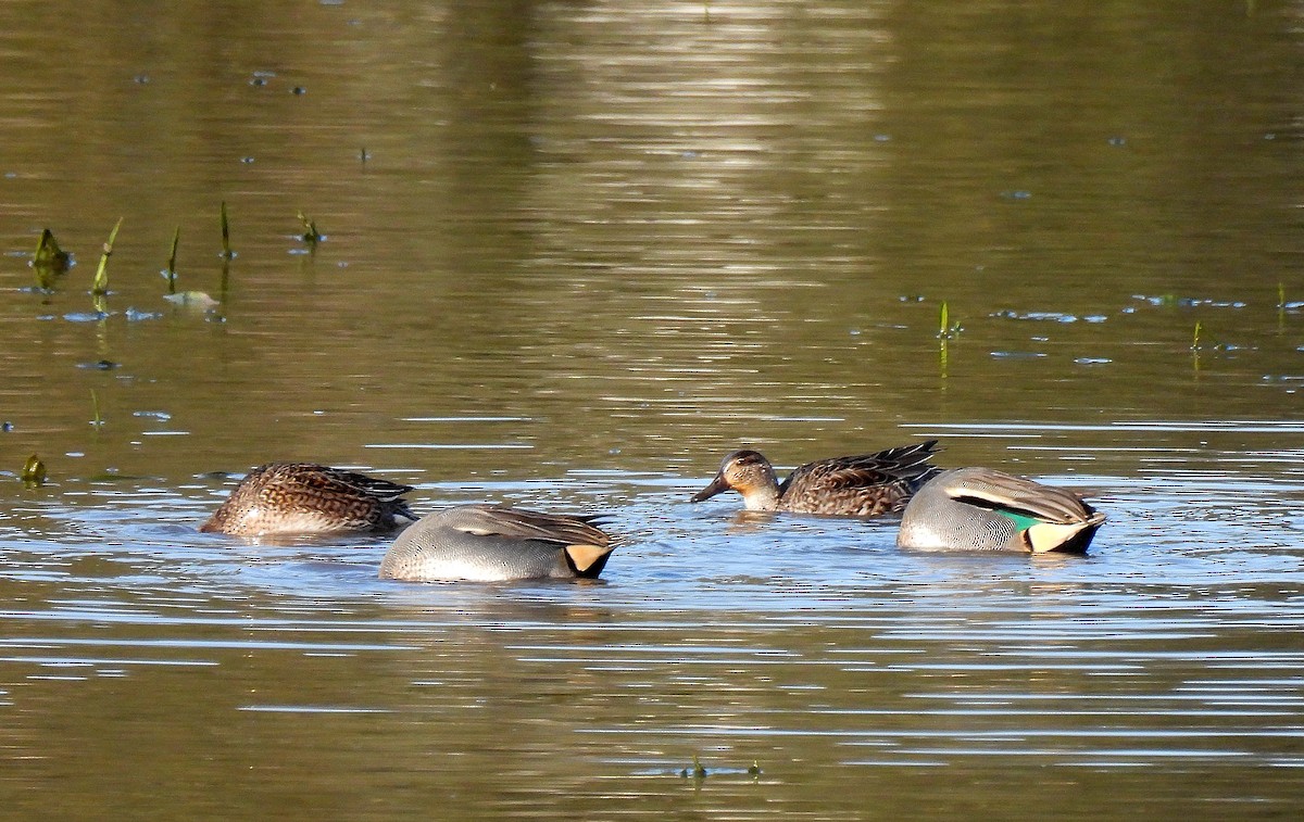 Green-winged Teal - ML645791487