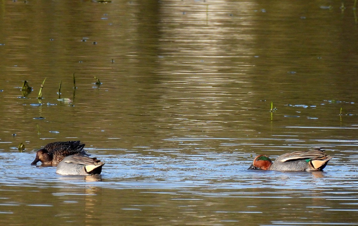 Green-winged Teal - ML645791488