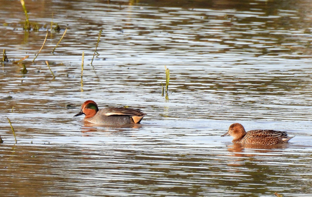 Green-winged Teal - ML645791489
