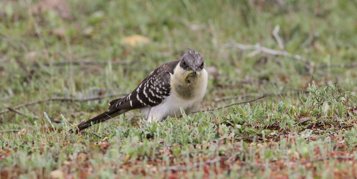 Great Spotted Cuckoo - ML645791490