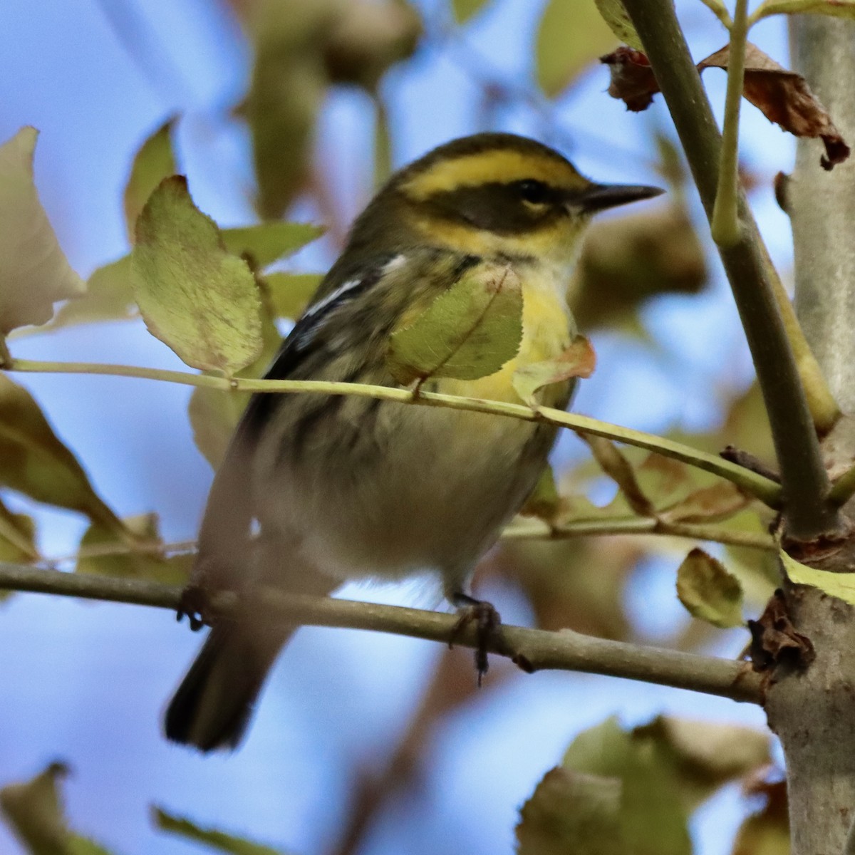 Townsend's Warbler - ML645791492