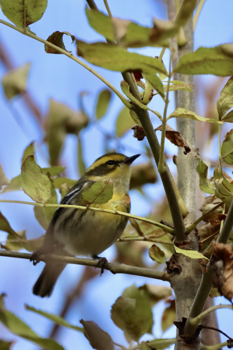 Townsend's Warbler - ML645791493