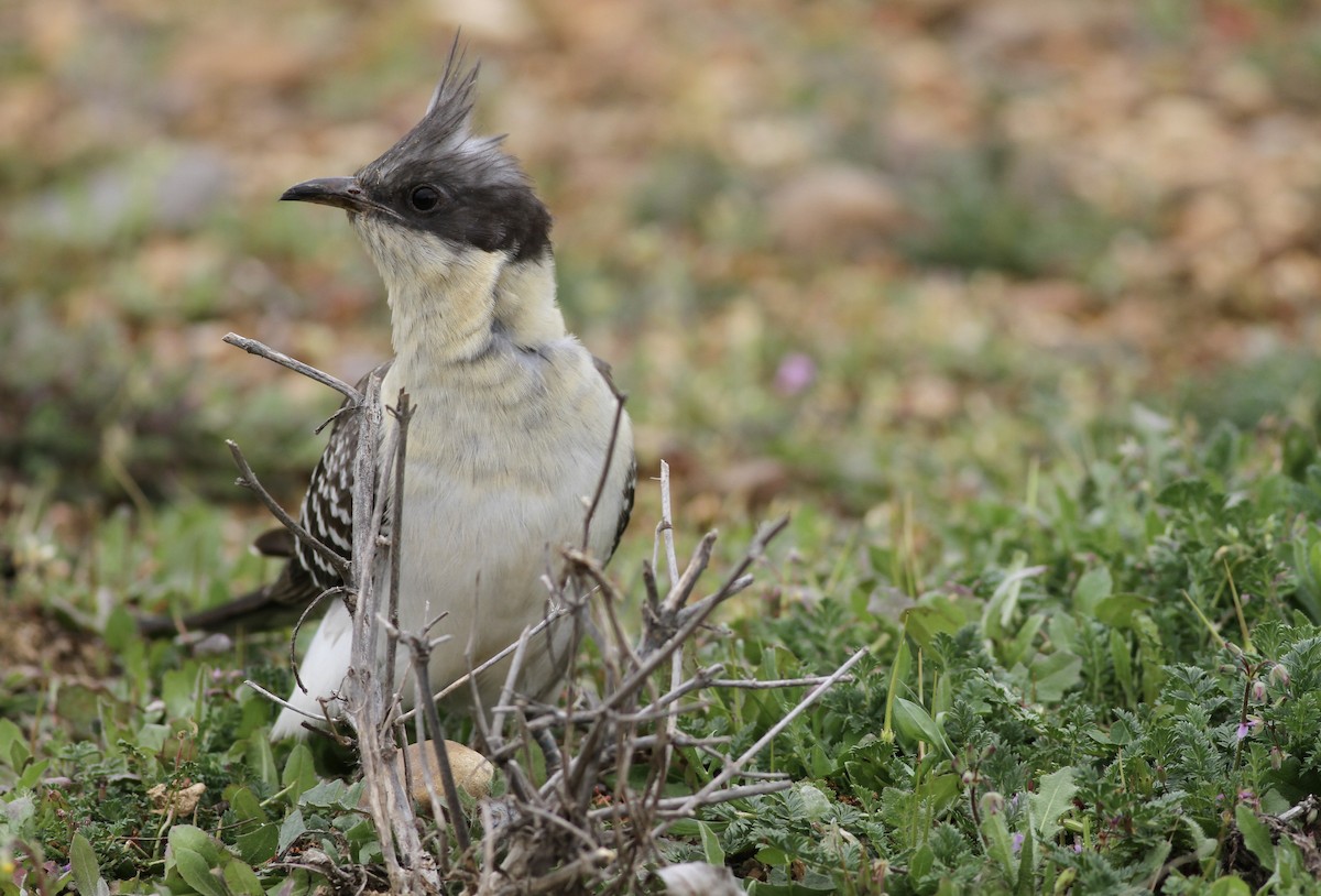 Great Spotted Cuckoo - ML645791494