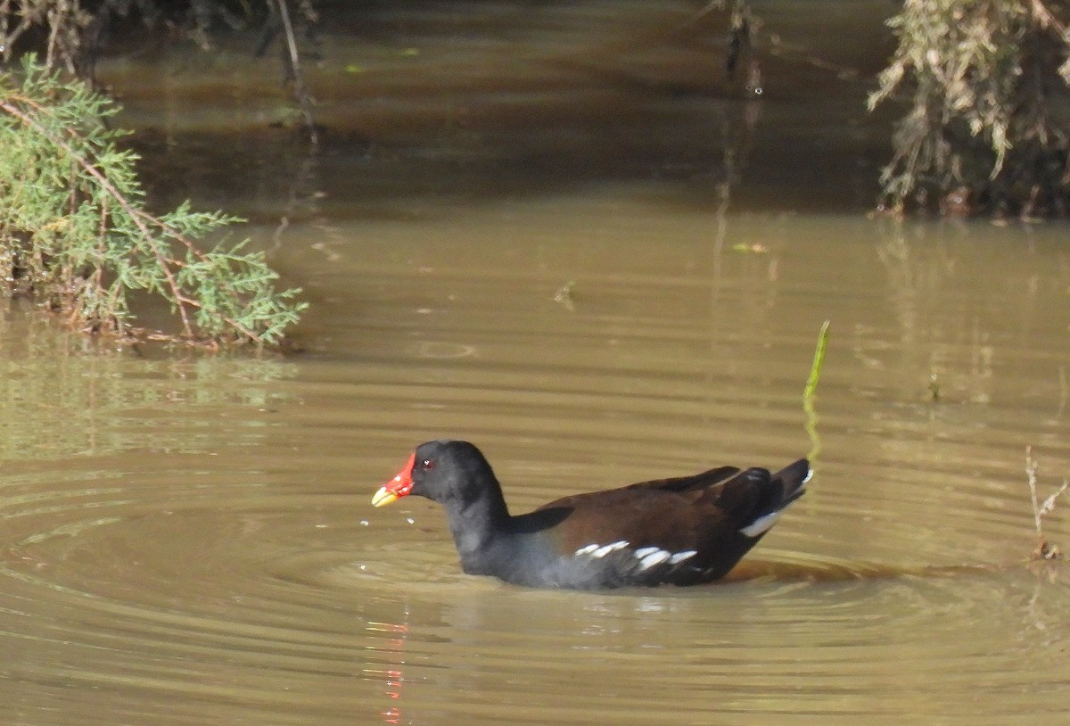 Eurasian Moorhen - ML645791496