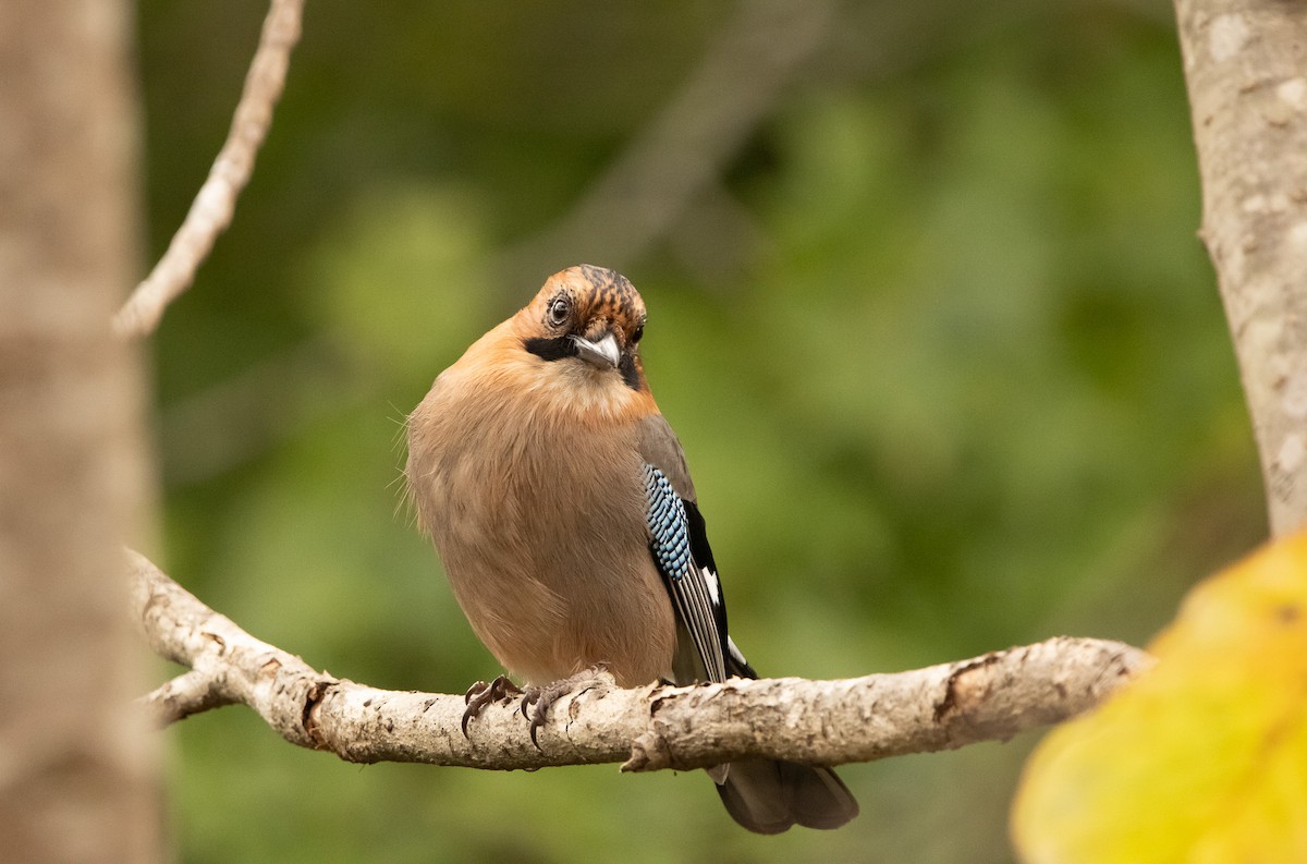 Eskinoso eurasiarra [brandtii Taldekoa] - ML645791505