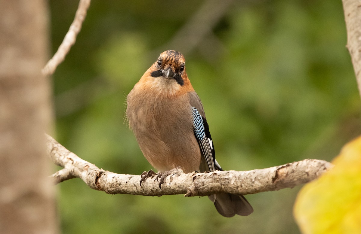 Eskinoso eurasiarra [brandtii Taldekoa] - ML645791506