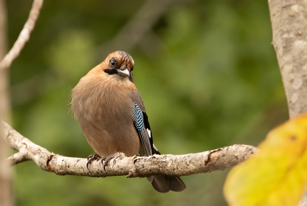 Eskinoso eurasiarra [brandtii Taldekoa] - ML645791507