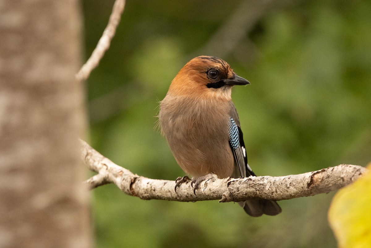Eskinoso eurasiarra [brandtii Taldekoa] - ML645791508