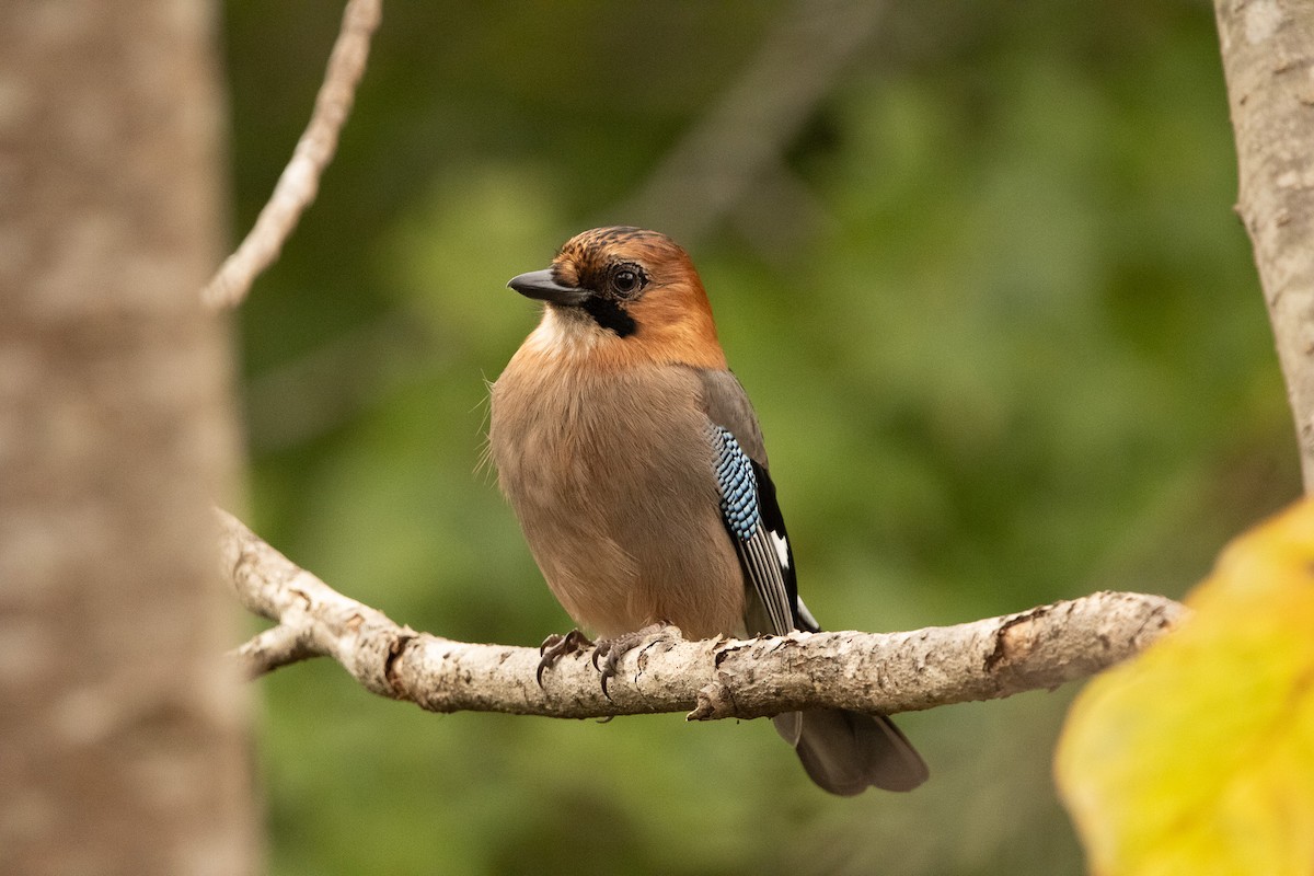 Eskinoso eurasiarra [brandtii Taldekoa] - ML645791509