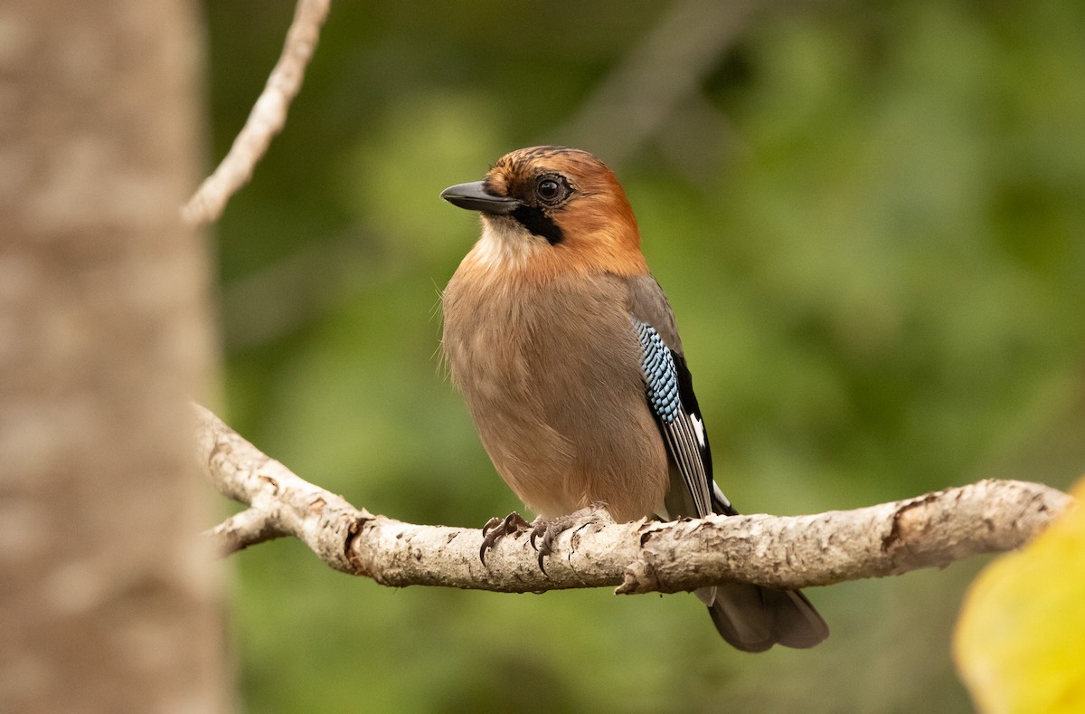 Eskinoso eurasiarra [brandtii Taldekoa] - ML645791510