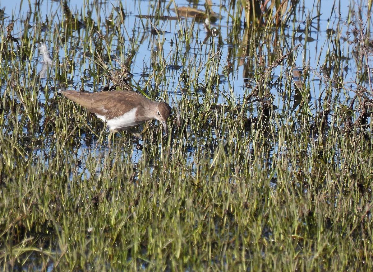 Common Sandpiper - ML645791512