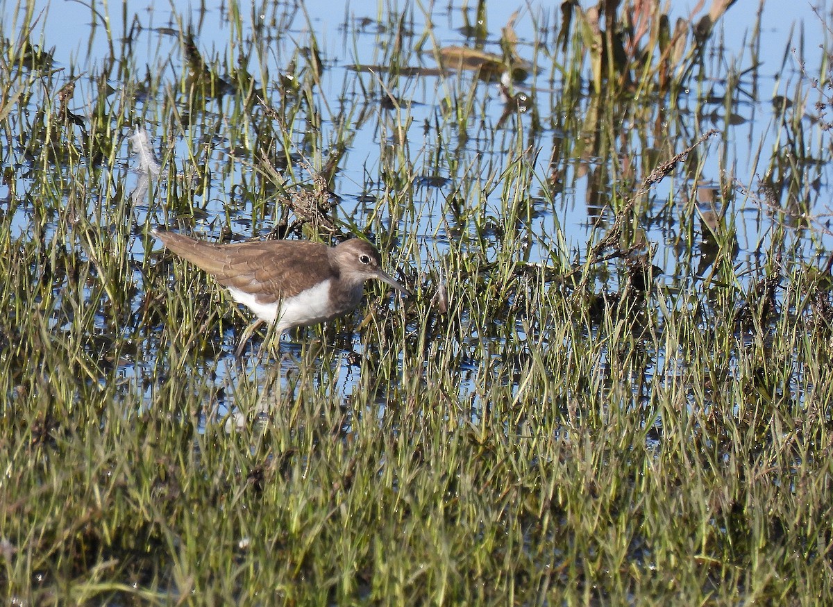 Common Sandpiper - ML645791513