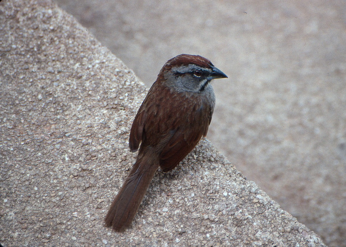 Rusty Sparrow - ML645791514