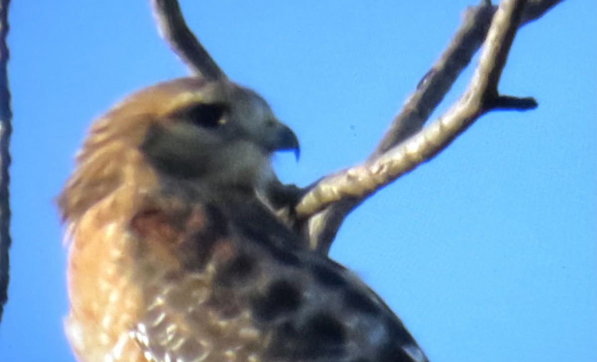 Red-shouldered Hawk - ML645791516