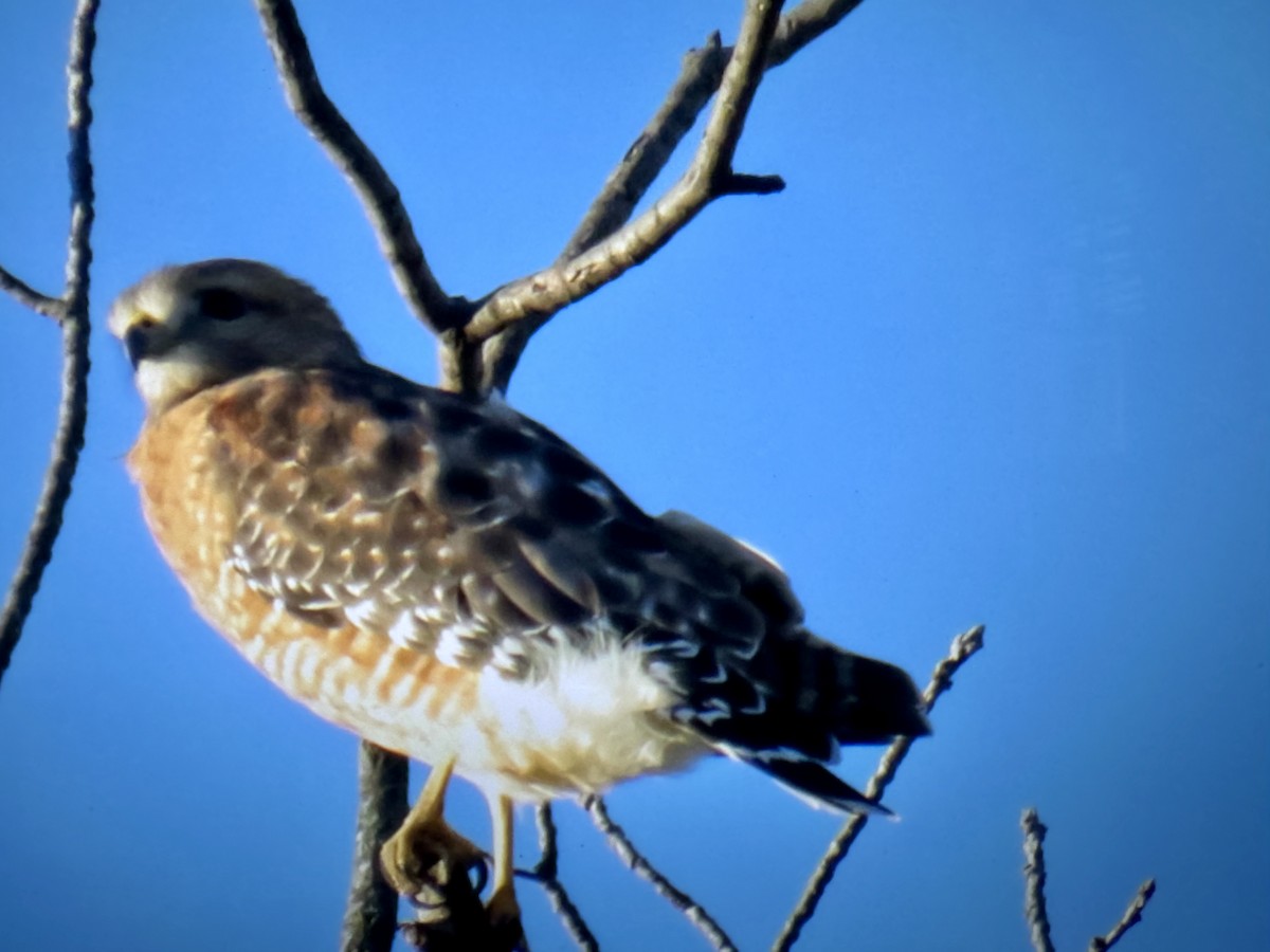 Red-shouldered Hawk - ML645791517