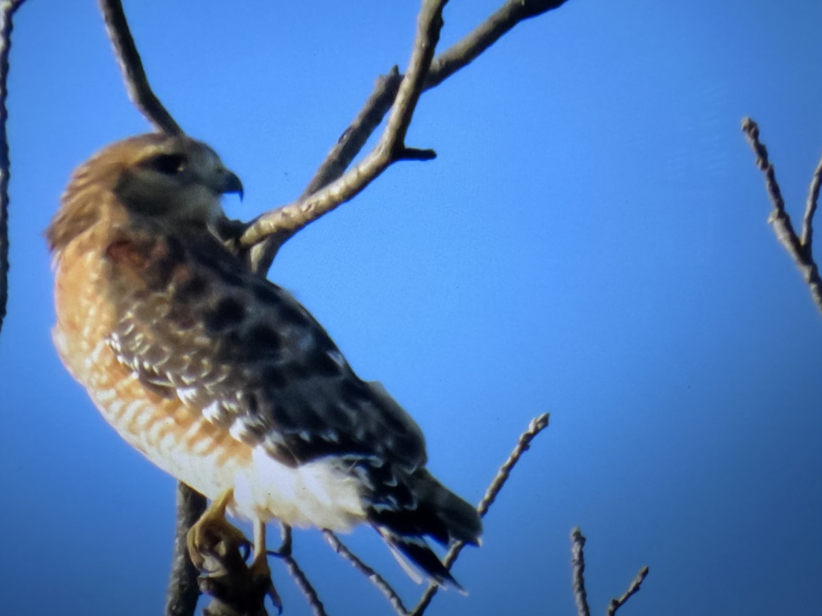 Red-shouldered Hawk - ML645791518