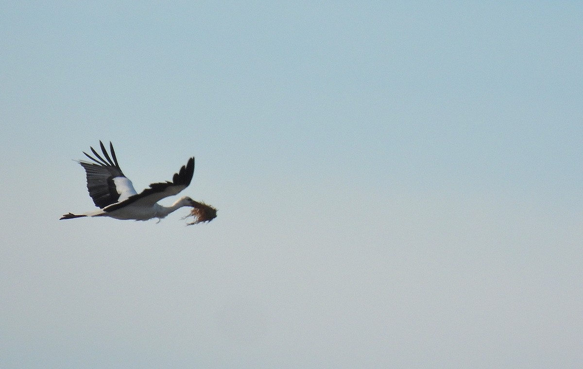 White Stork - ML645791523