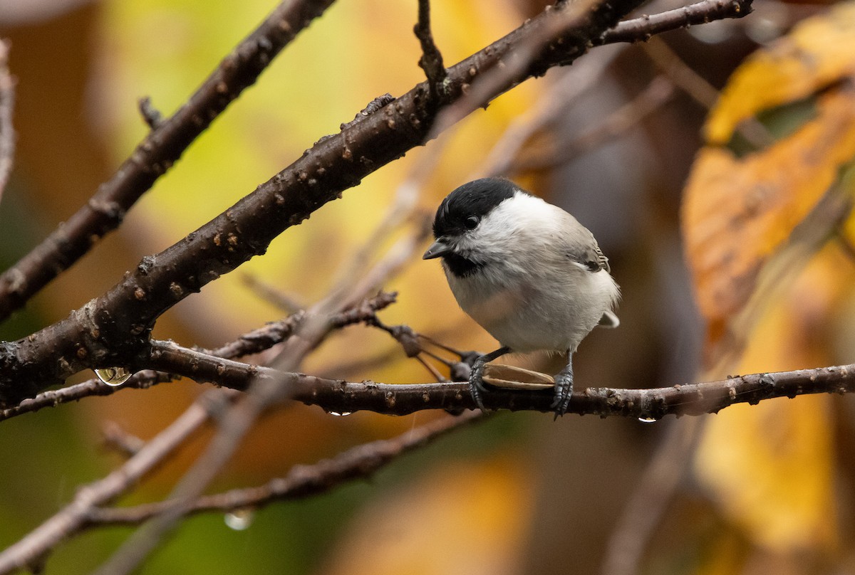 Kaskabeltz txikia - ML645791524