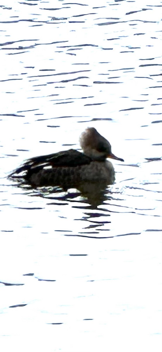 Hooded Merganser - ML645791533