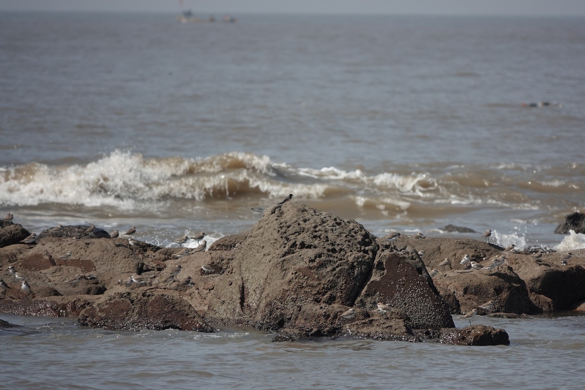 vlaštovka obecná - ML645791544