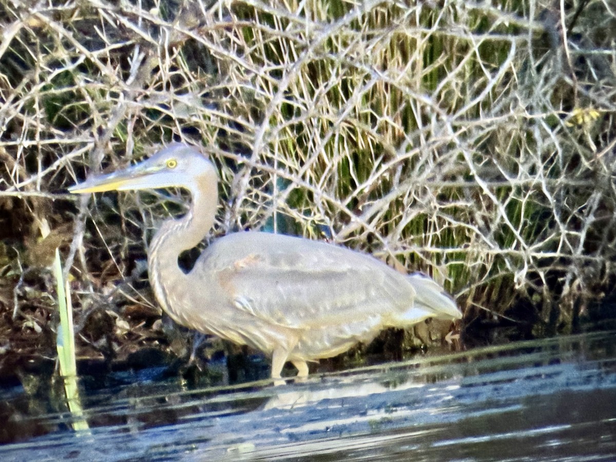 Great Blue Heron - ML645791550