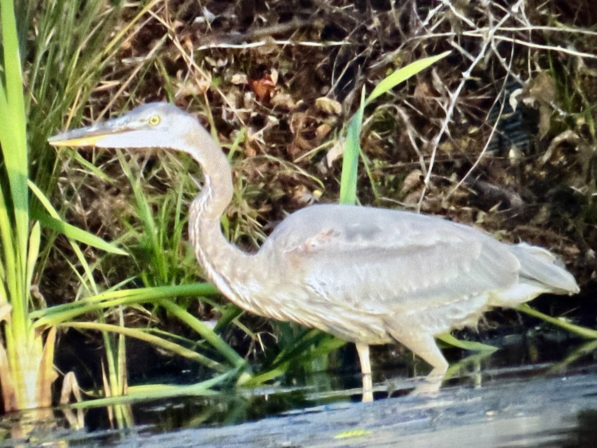Great Blue Heron - ML645791551