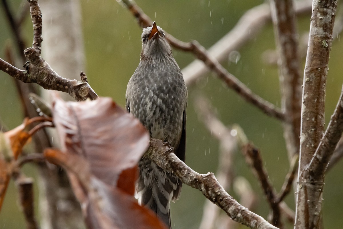 Brown-eared Bulbul - ML645791557