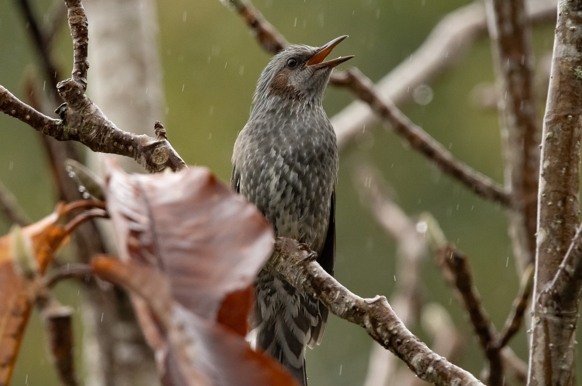Brown-eared Bulbul - ML645791558