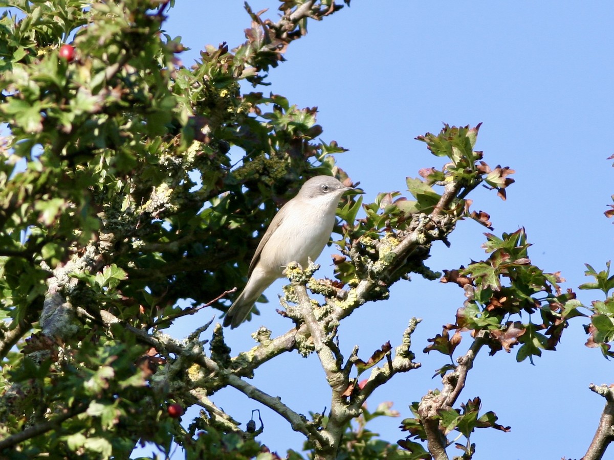 Lesser Whitethroat - ML645791567
