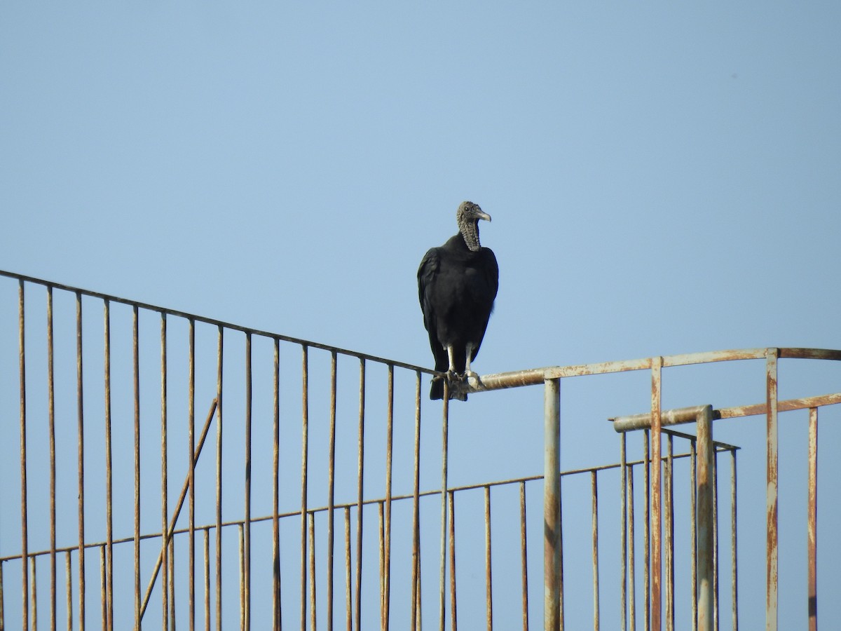 Чёрная катарта - ML645791577