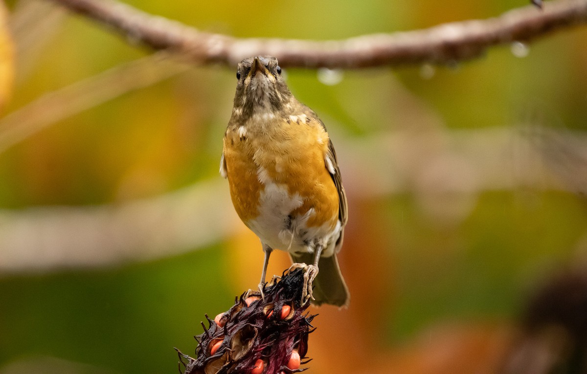 Brown-headed Thrush - ML645791581