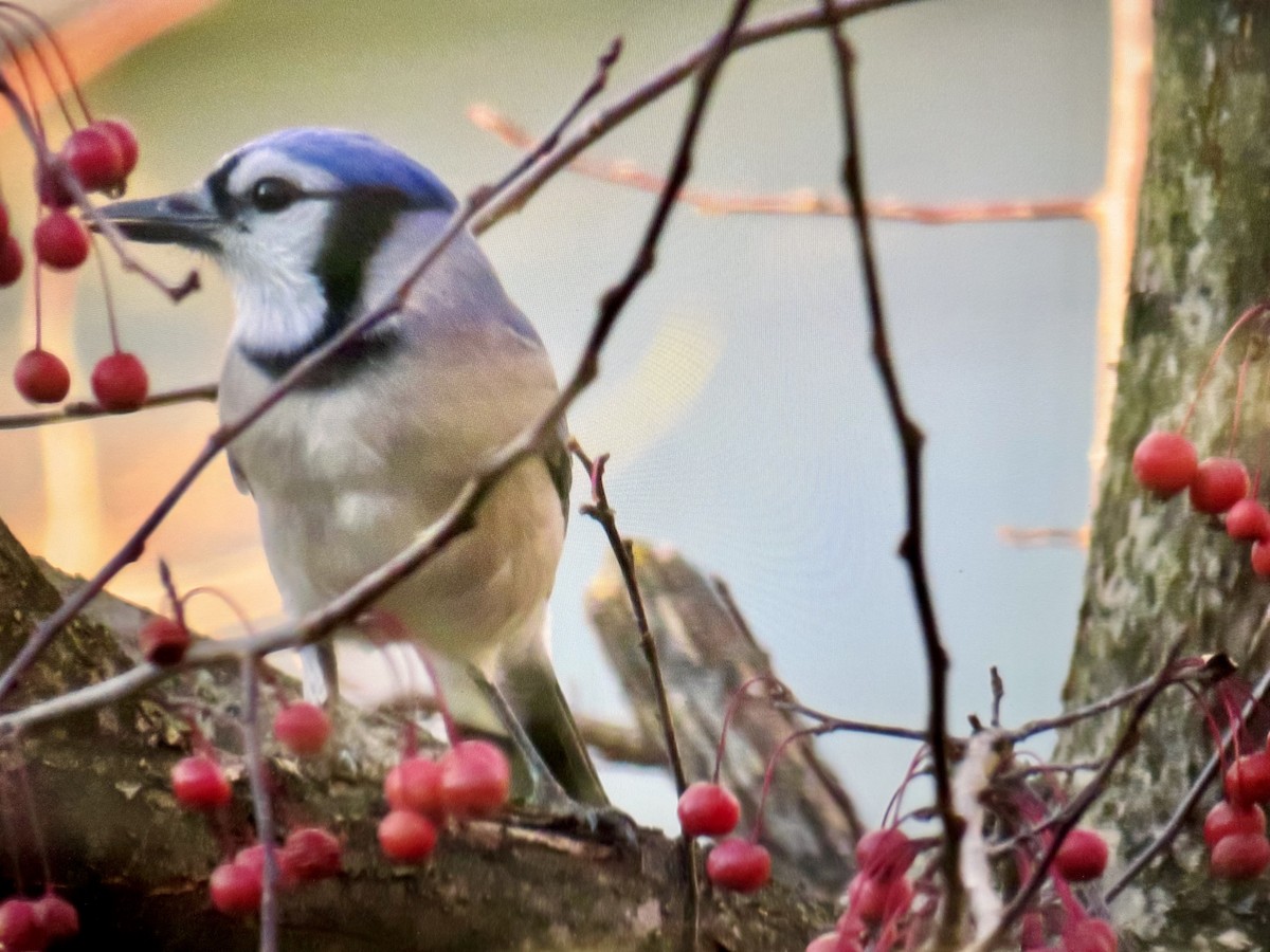 Blue Jay - ML645791582