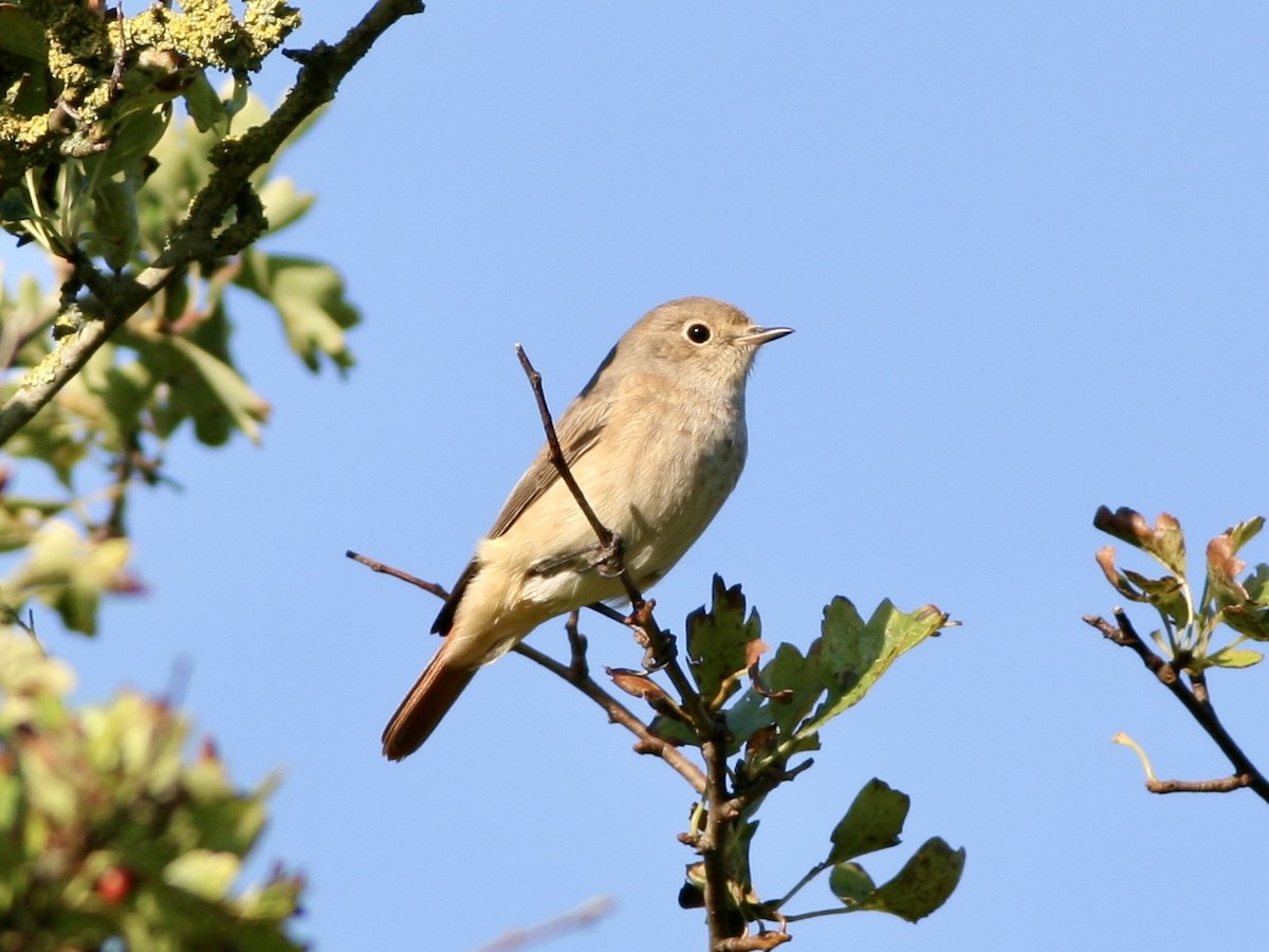 Common Redstart - ML645791584