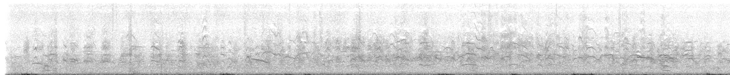 racek Bonapartův - ML645791596