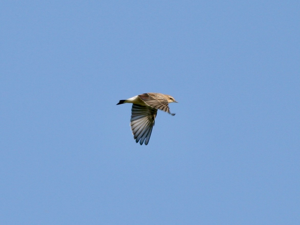 Northern Wheatear - ML645791607