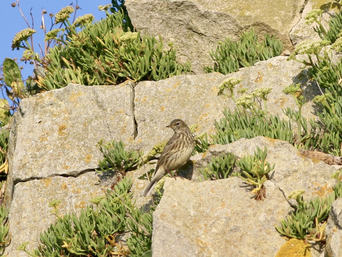 Rock Pipit - ML645791619