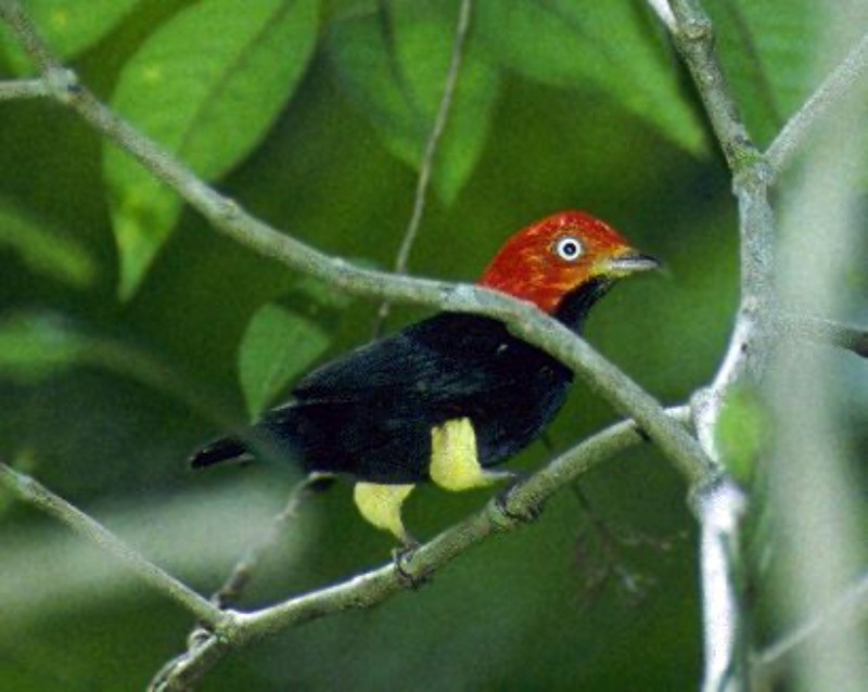 Red-capped Manakin - ML645791620