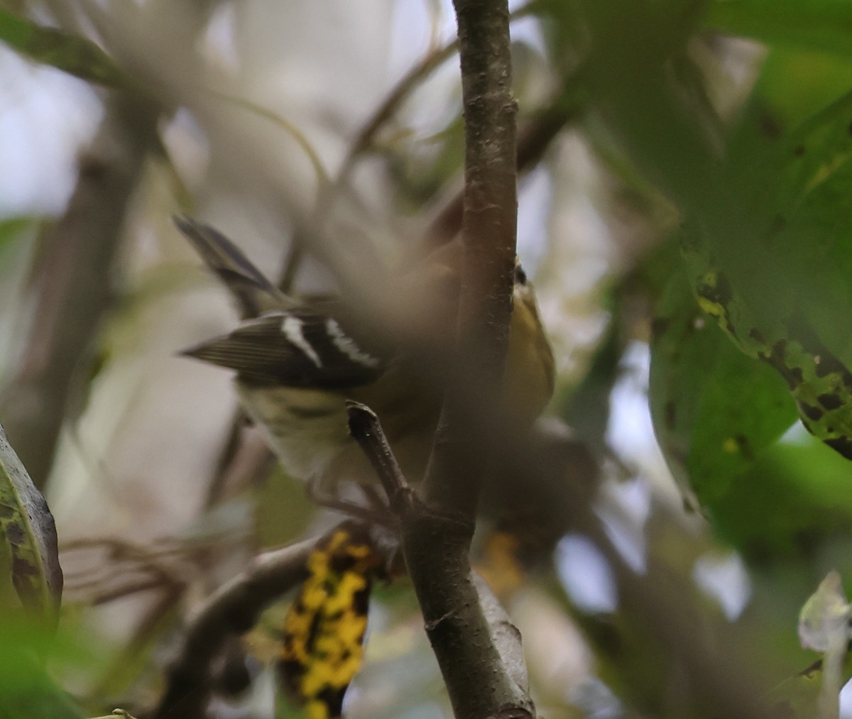 Blackburnian Warbler - ML645791630