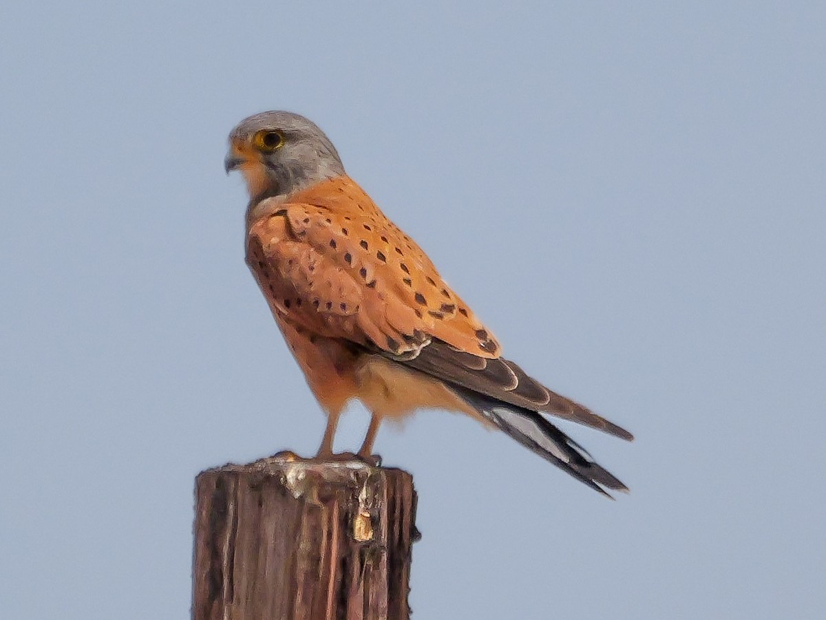 Rock Kestrel - ML645791631