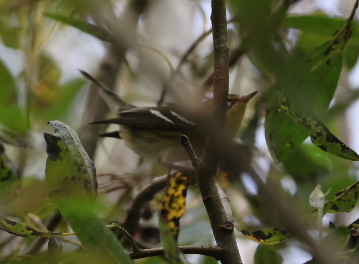 Blackburnian Warbler - ML645791632