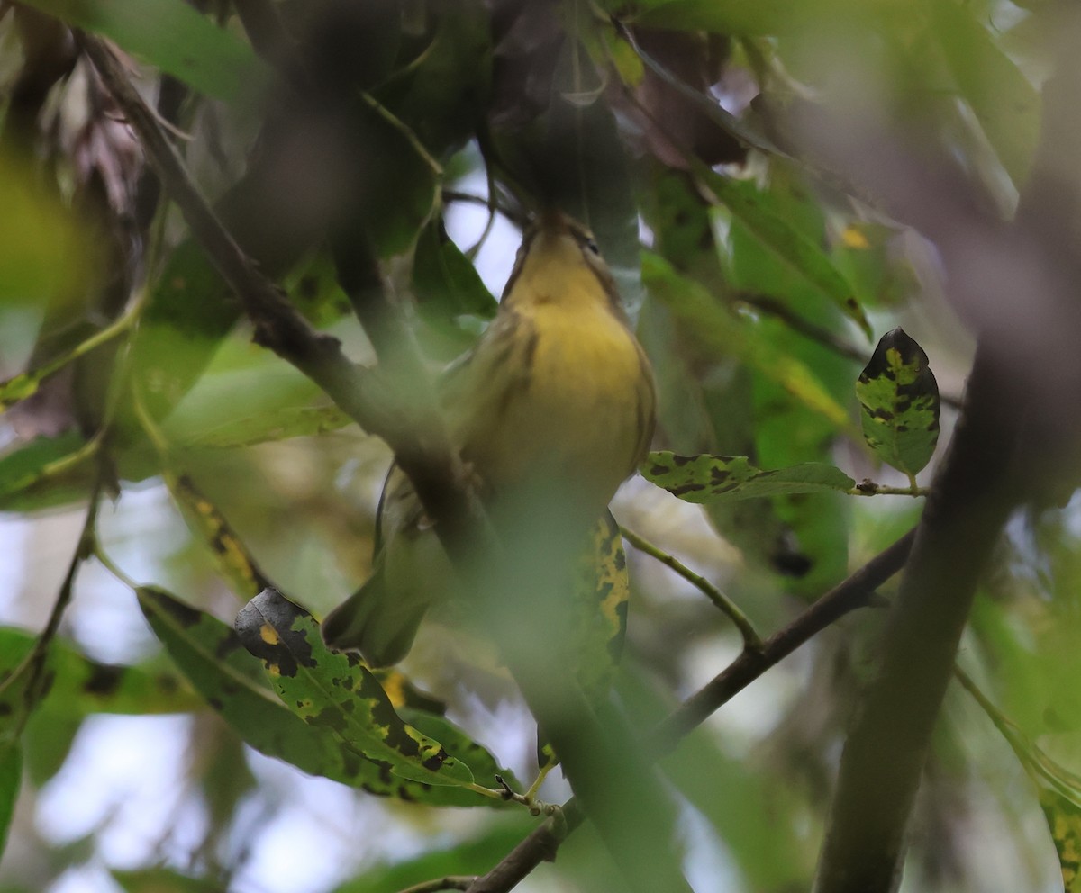 Blackburnian Warbler - ML645791633