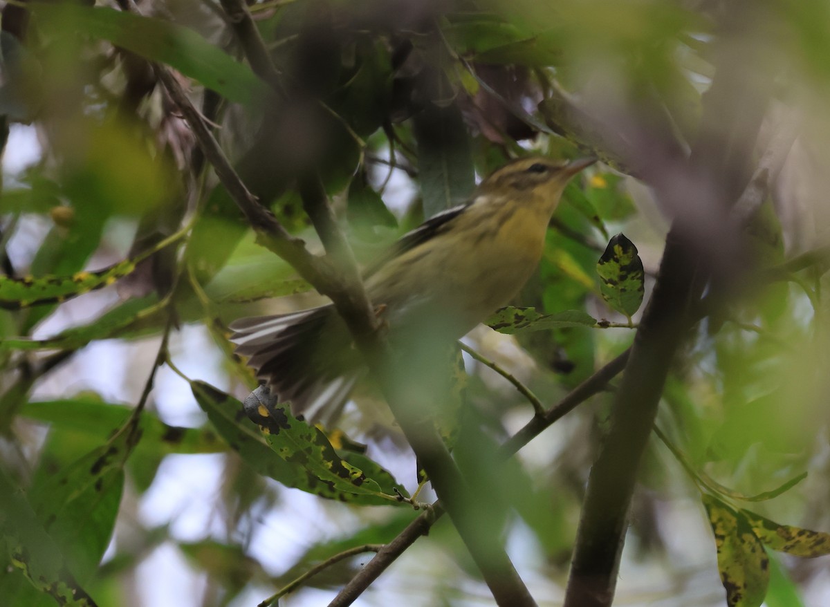 Blackburnian Warbler - ML645791634