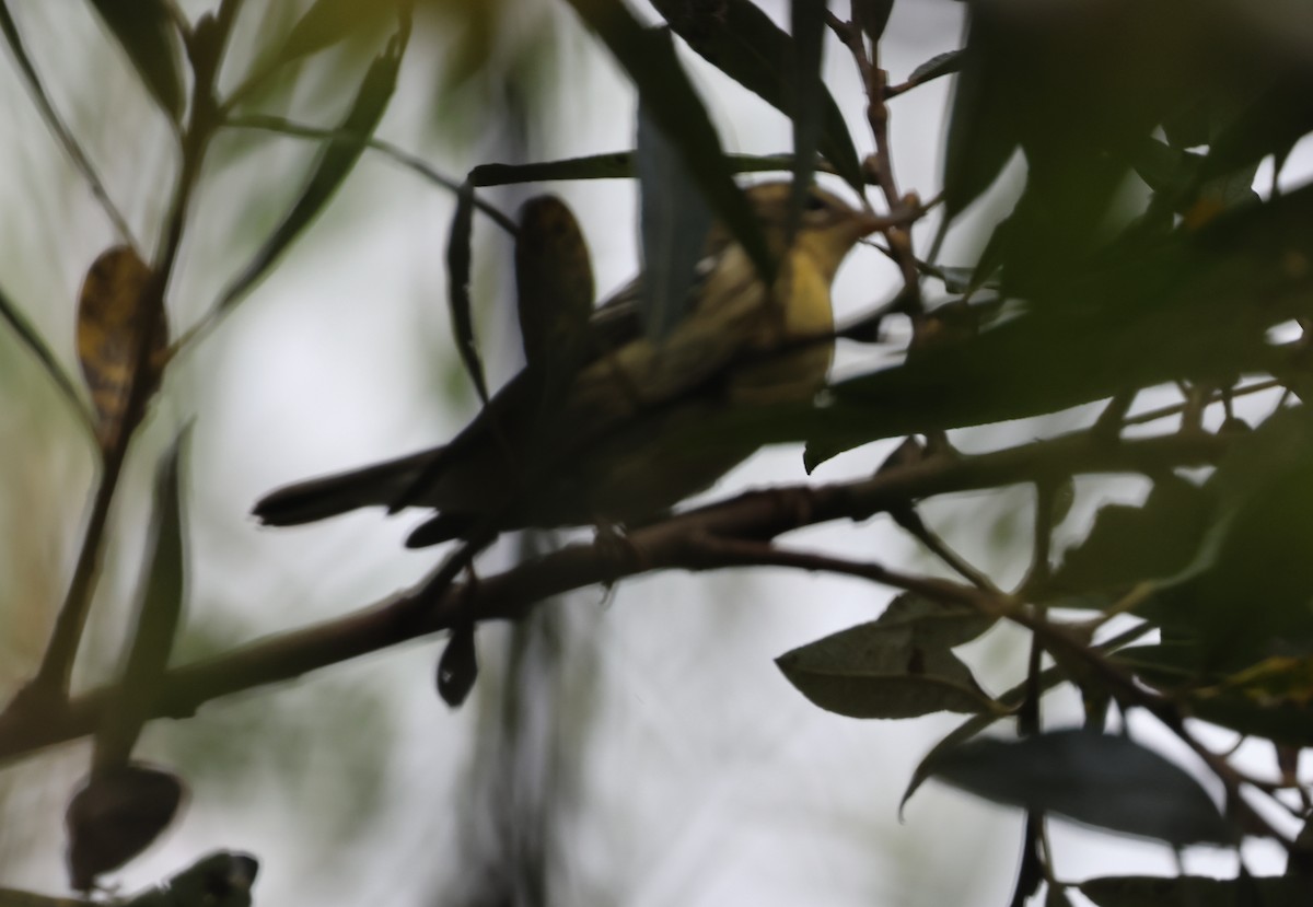 Blackburnian Warbler - ML645791635